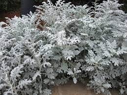 Cineraria (Cineraria Maritima) seeds for planting in home garden