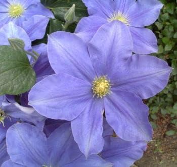 Clematis Blue Flower seeds for Planting Colorful Display, Heirloom & GMO Free Seeds for Home Garden seeds for planting