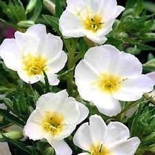 White Evening Primrose Flower seeds for Planting Compact Growth, Heirloom & GMO Free Seeds for Home Garden seeds for planting