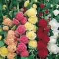 Mallow Alcea Rosea Flower seeds for Planting Seasonal Bloomer, Heirloom & GMO Free Seeds for Home Garden seeds for planting