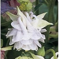 Aquilegia Lace Flower seeds for Planting Compact Growth, Heirloom & GMO Free Seeds for Home Garden seeds for planting