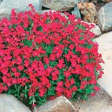 Aubrieta Berro Flower seeds for Planting Shade Tolerant, Heirloom & GMO Free Seeds for Home Garden seeds for planting
