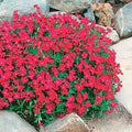 Aubrieta Berro Flower seeds for Planting Shade Tolerant, Heirloom & GMO Free Seeds for Home Garden seeds for planting