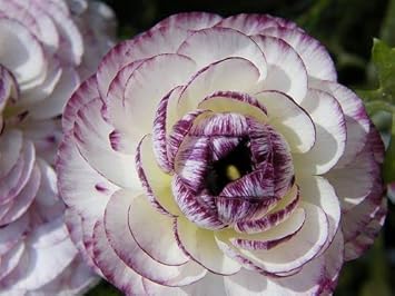 Purple White Ranunculus Flower seeds for Planting Hardy Variety, Heirloom & GMO Free Seeds for Home Garden vegetable and garden seeds