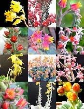 Premium Mixed Echeveria Flower seeds for Planting Fragrant Blossoms Heirloom & GMO Free Seeds for Home Garden seeds