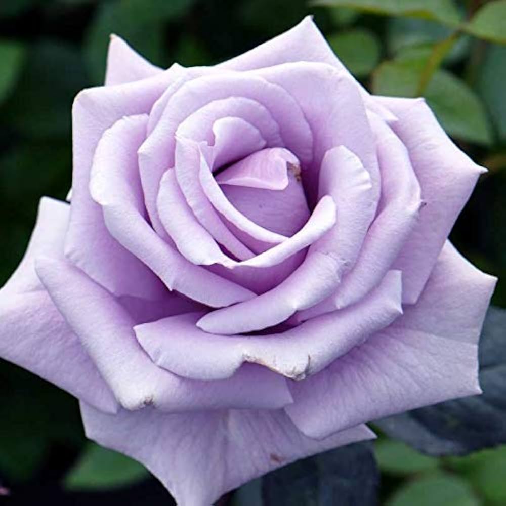 Sterling Silver Rose Flower seeds for Planting Sun Loving Heirloom & GMO Free Seeds for Home Garden
