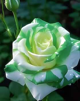 White Green Rose Flower Seeds for Planting Heirloom, Non GMO, Hardy Garden Variety Seeds vegetable and garden seeds