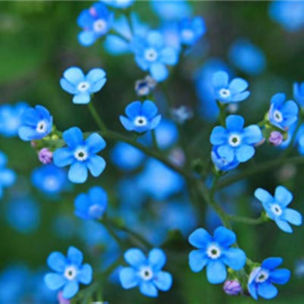 Blue Cynoglossum Amabile Flower seeds for Planting Cottage Garden Essential, Heirloom & GMO Free Seeds for Home Garden vegetable and garden seeds