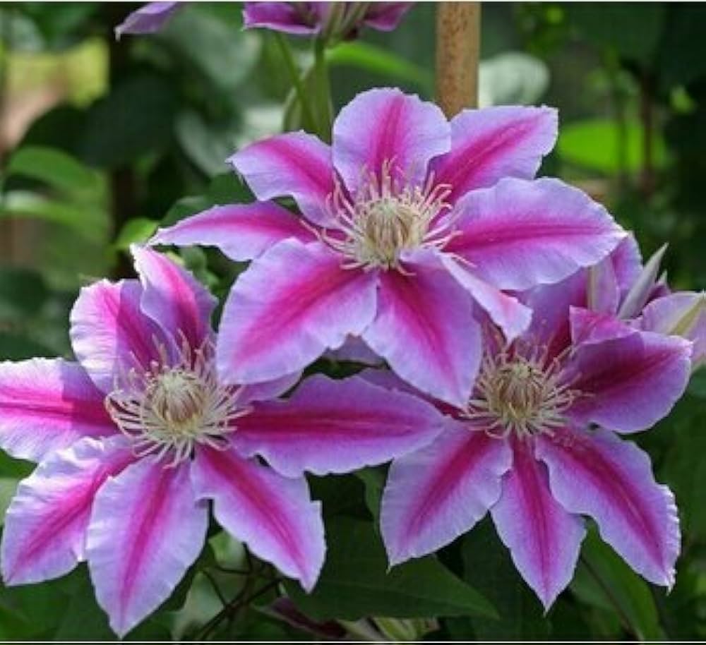 High quality Peach Clematis Flower seeds for Planting Colorful Display, Heirloom & GMO Free Seeds for Home Garden seeds pack