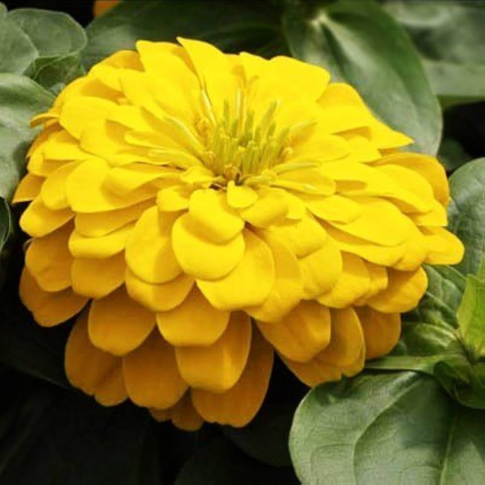 Yellow Zinnia Elegans Flower seeds for Planting Premium Quality, Heirloom & GMO Free Seeds for Home Garden seeds for planting