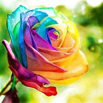 Rainbow Rose Flower seeds for Planting - Garden Favorite, Heirloom & GMO Free Seeds for Home Garden
 
 Sale seeds for home garden