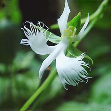 Egret Flower seeds for Planting Cut Flower Favorite Heirloom & GMO Free Seeds for Home Garden 
 
 Sale for planting in home garden