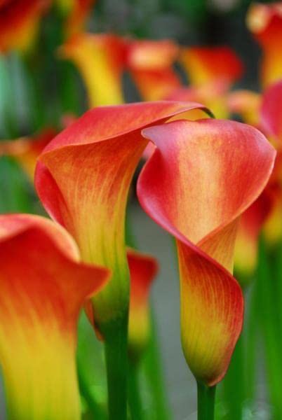 Premium Calla Flower Seeds Red Yellow Flower seeds for Planting Easy to Grow, Heirloom & GMO Free Seeds for Home Garden seeds