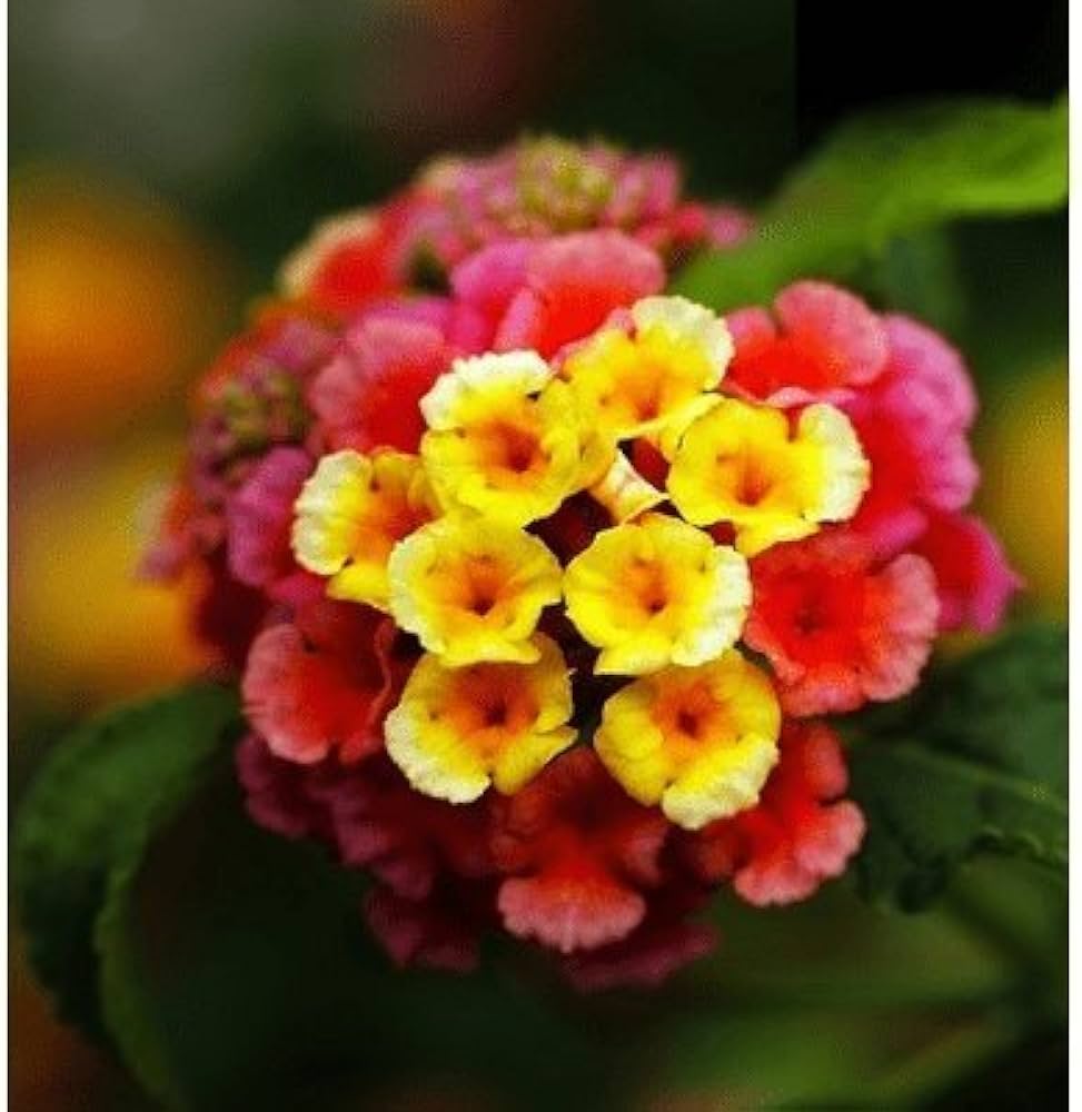 Heirloom Camara Flower seeds for Planting Garden Favorite Heirloom & GMO Free Seeds for Home Garden