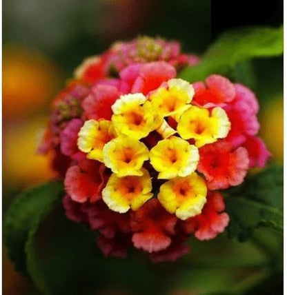 Heirloom Camara Flower seeds for Planting Garden Favorite Heirloom & GMO Free Seeds for Home Garden