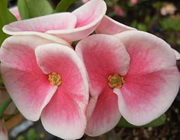 Pink Euphorbia Flower seeds for Planting Compact Growth, Heirloom & GMO Free Seeds for Home Garden seeds for planting