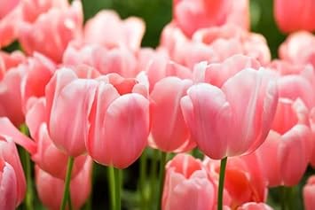 Baby Pink Tulip Flower seeds for Planting Hardy Variety, Heirloom & GMO Free Seeds for Home Garden seeds for planting