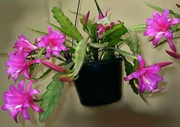 Premium Pink Epiphyllum Flower seeds for Planting Drought Tolerant, Heirloom & GMO Free Seeds for Home Garden Sale seeds