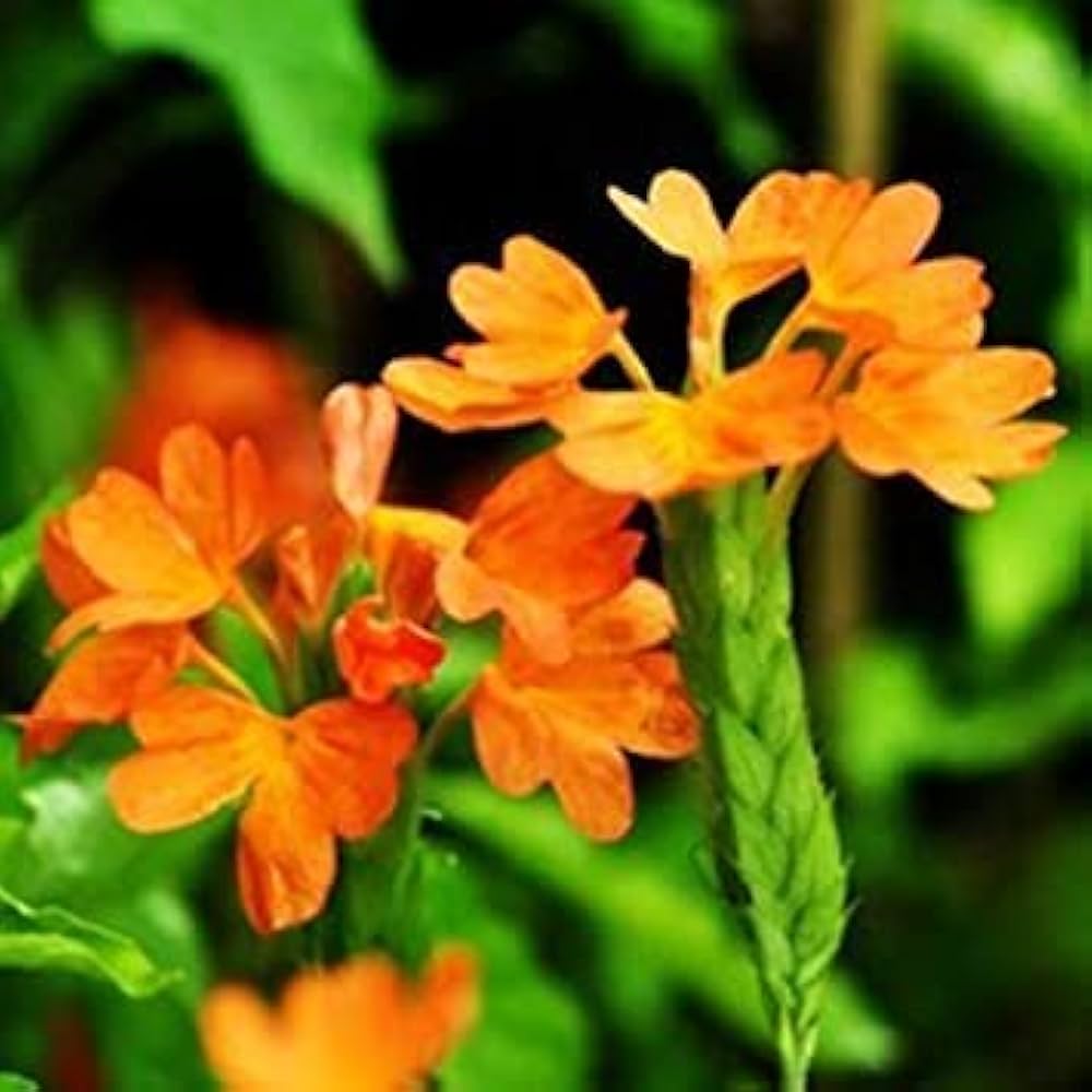 Firecracker Flower seeds for Planting Vibrant Colors, Heirloom & GMO Free Seeds for Home Garden seeds for planting