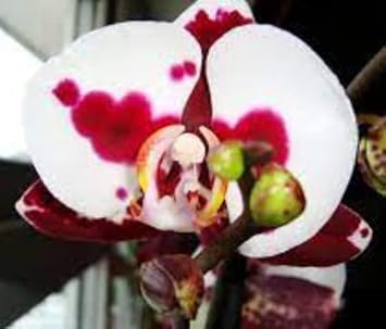 High quality White Red Phalaenopsis Orchid Flower seeds for Planting Fragrant Blossoms, Heirloom & GMO Free Seeds for Home Garden seeds pack