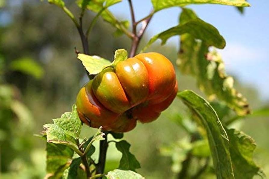 Turkish Orange Eggplant (Scarlet Solanum Aethiopicum) Fruit Vegetable Seeds
