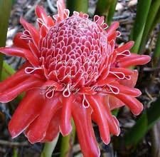 Pink Etlingera Flower seeds for Planting Easy to Grow, Heirloom & GMO Free Seeds for Home Garden seeds for planting