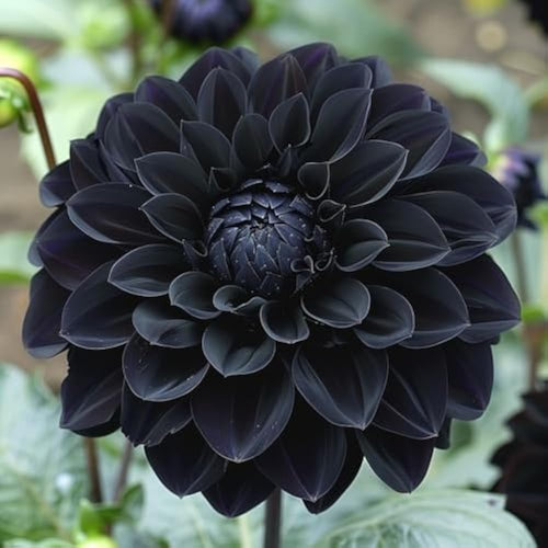 Carnation Black Flower seeds for Planting Perfect for Borders, Heirloom & GMO Free Seeds for Home Garden seeds for planting