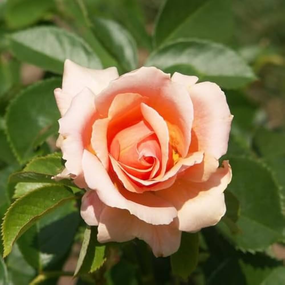 High quality Pink Dawn Rose Flower seeds for Planting Perfect for Borders, Heirloom & GMO Free Seeds for Home Garden seeds pack