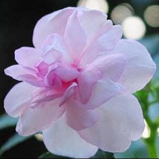 Premium Pink Balsam Camellia Flower seeds for Planting Low Maintenance, Heirloom & GMO Free Seeds for Home Garden seeds