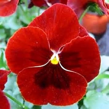 Pansy Flower seeds for Planting Cottage Garden Essential, Heirloom & GMO Free Seeds for Home Garden seeds for planting