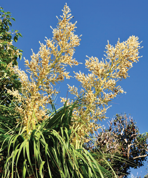 Yellow Beaucarnea Recurvata Flower seeds for Planting Bright Blooms, Heirloom & GMO Free Seeds for Home Garden seeds for planting