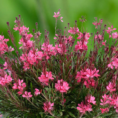 Gaura Flower seeds for Planting Easy to Grow Heirloom & GMO Free Seeds for Home Garden
