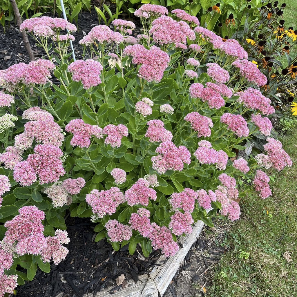 Sedum Emperors Flower seeds for Planting Fragrant Blossoms, Heirloom & GMO Free Seeds for Home Garden vegetable and garden seeds