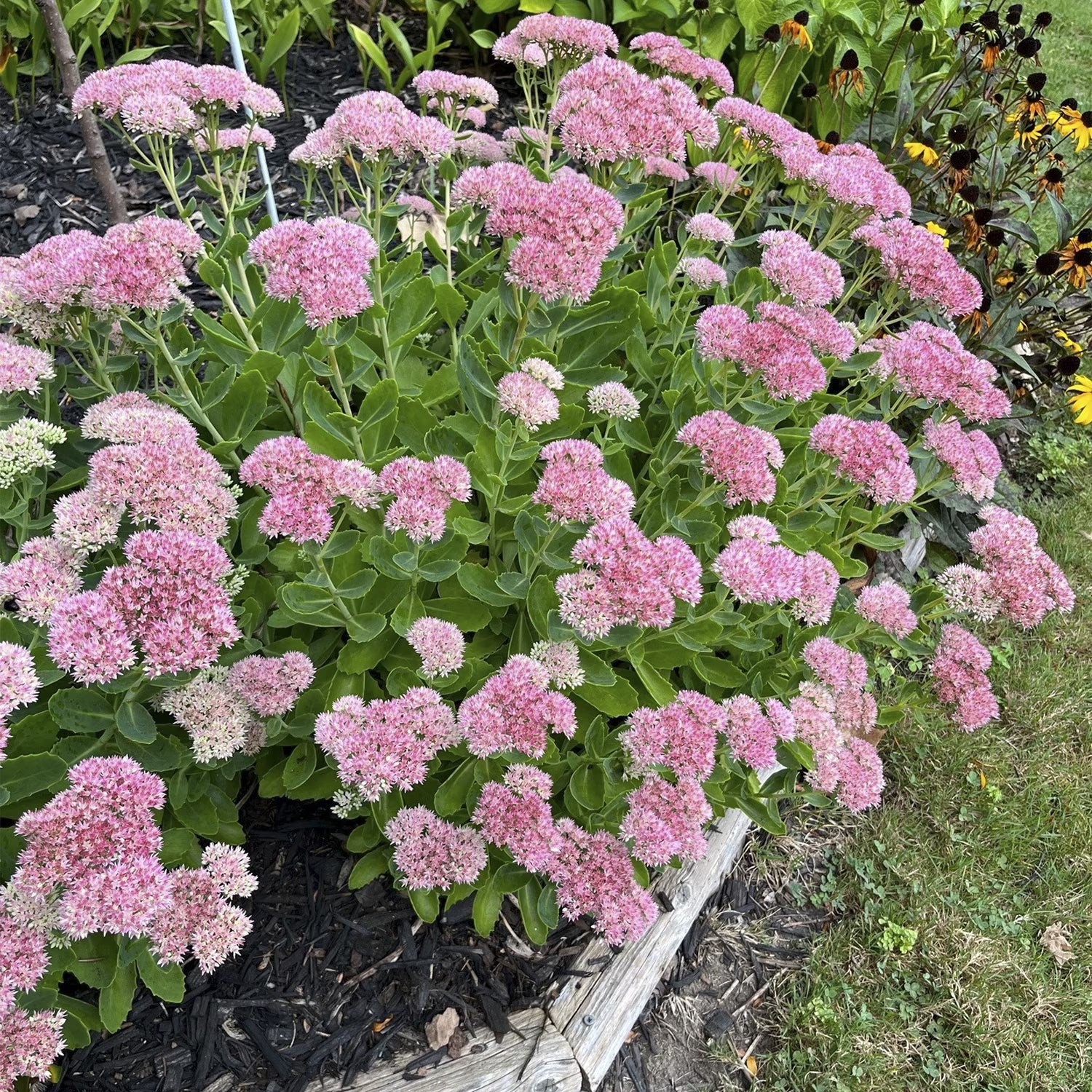 Sedum Emperors Flower seeds for Planting Fragrant Blossoms, Heirloom & GMO Free Seeds for Home Garden vegetable and garden seeds