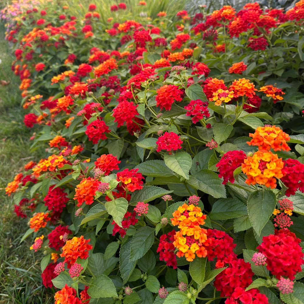 Pink Yellow Lantana Flower seeds for Planting Wildflower Mix, Heirloom & GMO Free Seeds for Home Garden vegetable and garden seeds