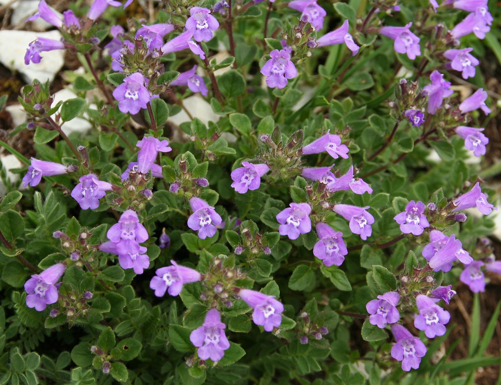 Lavender Abelia Flower seeds for Planting Low Maintenance, Heirloom & GMO Free Seeds for Home Garden vegetable and garden seeds