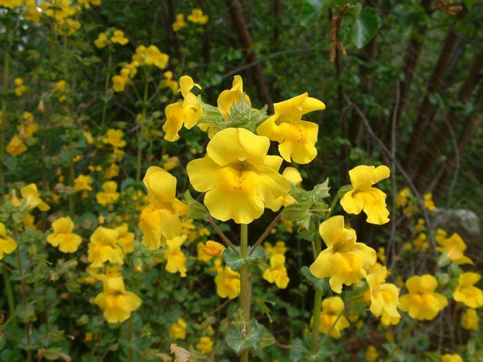 Premium Yellow Mimulus Guttatus Flower seeds for Planting Low Maintenance, Heirloom & GMO Free Seeds for Home Garden seeds