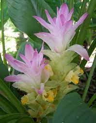 Curcuma Pink Flower Seeds For Planting - Elevate Your Garden
