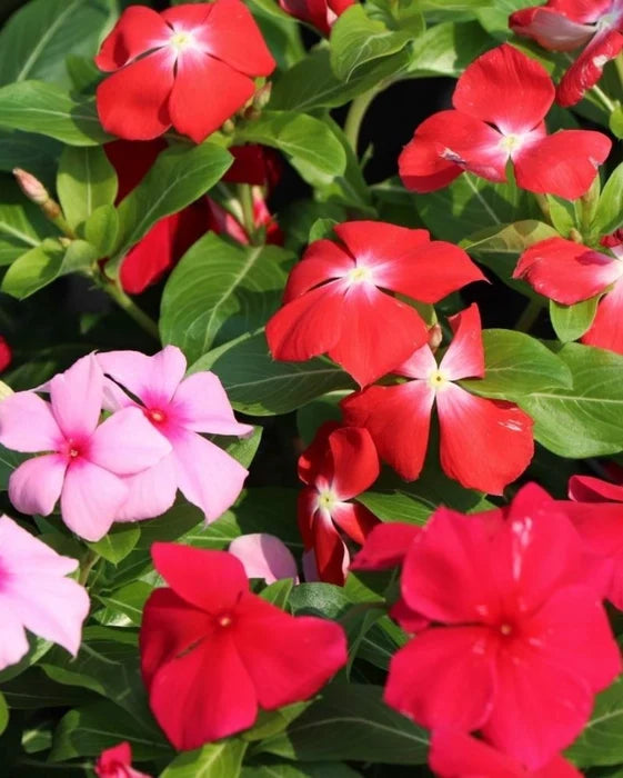 Heirloom Catharanthus Flower seeds for Planting Seasonal Bloomer Heirloom & GMO Free Seeds for Home Garden