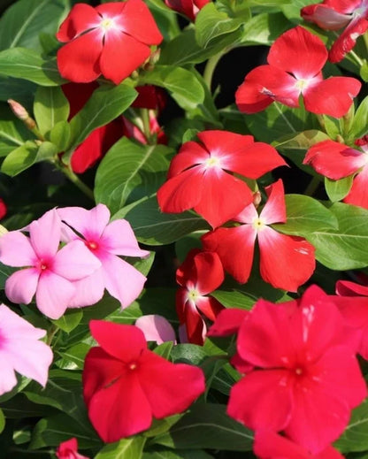 Heirloom Catharanthus Flower seeds for Planting Seasonal Bloomer Heirloom & GMO Free Seeds for Home Garden