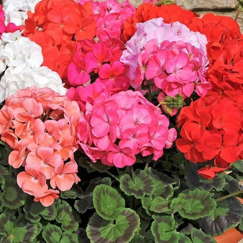Premium Mixed Geranium Flower seeds for Planting Pollinator Friendly, Heirloom & GMO Free Seeds for Home Garden seeds
