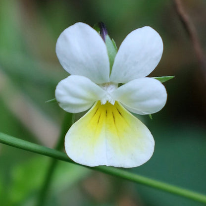 Yellow White Pansy Flower seeds for Planting Seasonal Bloomer Heirloom & GMO Free Seeds for Home Garden 
 
 Sale