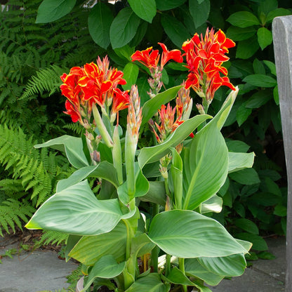 Perennial Canna Flower seeds for Planting Colorful Display Heirloom & GMO Free Seeds for Home Garden