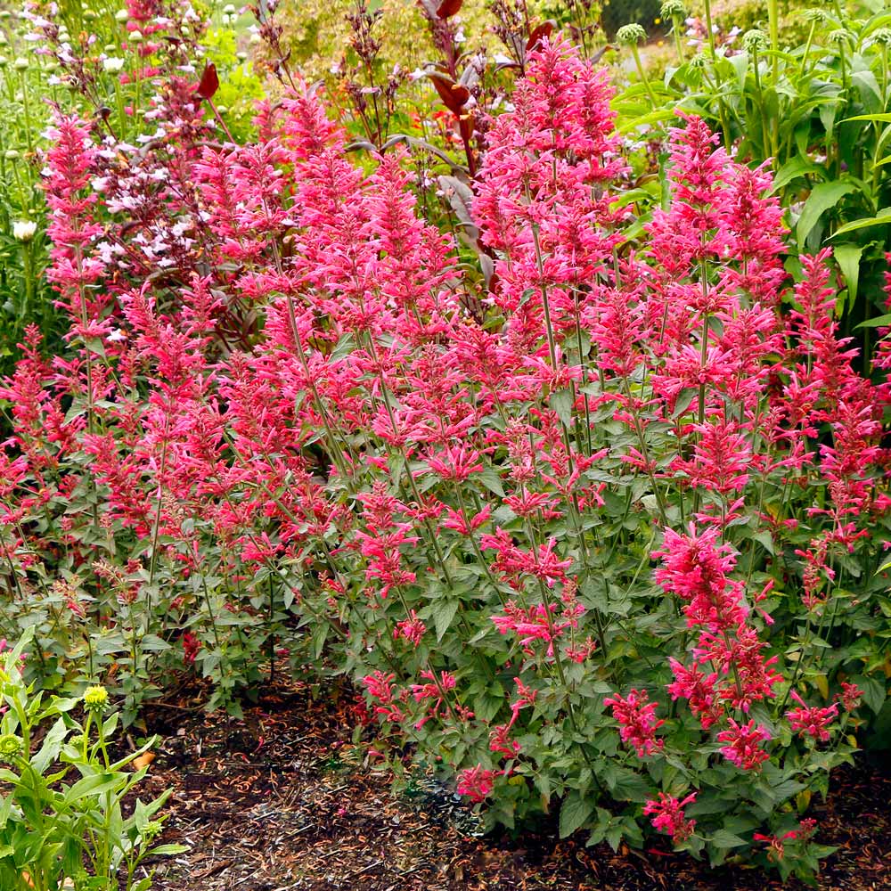 Agastache Cana Flower seeds for Planting Drought Tolerant, Heirloom & GMO Free Seeds for Home Garden seeds for planting