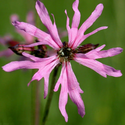 Heirloom Lychnis FlosCuculi Flower seeds for Planting Garden Favorite Heirloom & GMO Free Seeds for Home Garden