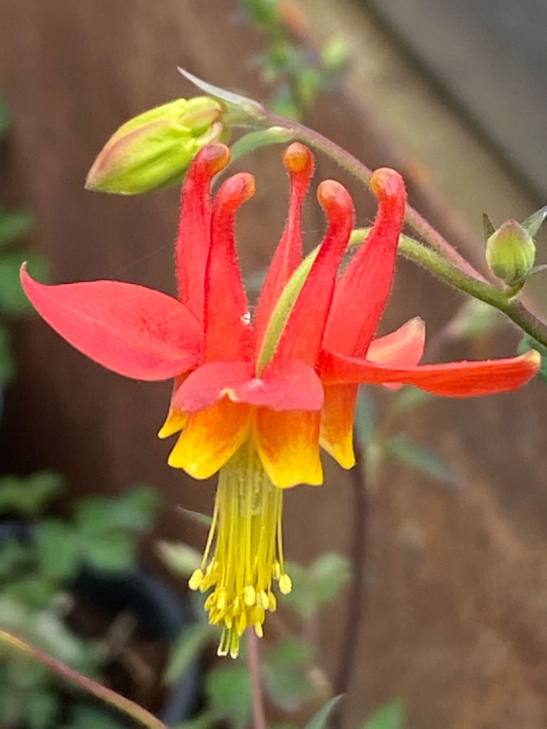 Columbine Flower seeds for Planting Easy to Grow Heirloom & GMO Free Seeds for Home Garden
