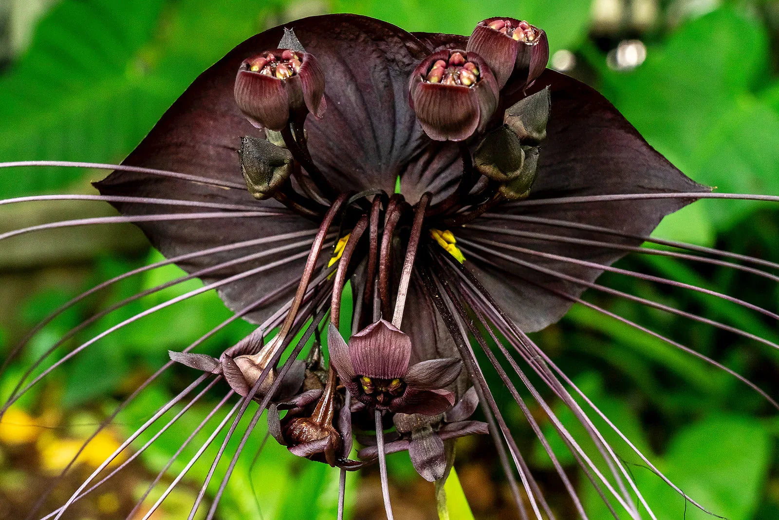 Butterfly Orchid Flower seeds for Planting Fragrant Blossoms, Heirloom & GMO Free Seeds for Home Garden vegetable and garden seeds