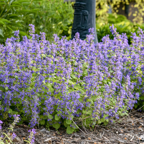 Catmint Flower seeds for Planting Seasonal Bloomer Heirloom & GMO Free Seeds for Home Garden