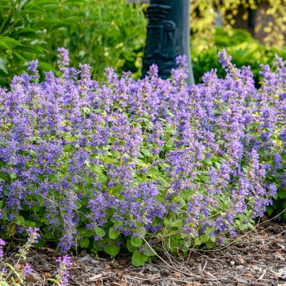 Catmint Flower seeds for Planting Seasonal Bloomer Heirloom & GMO Free Seeds for Home Garden