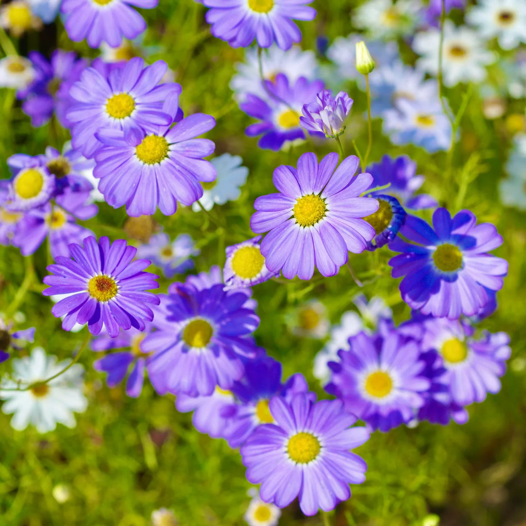 Purple Iberidifolia Flower seeds for Planting Vibrant Colors, Heirloom & GMO Free Seeds for Home Garden seeds for planting